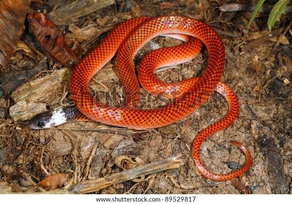 Juvenile Chonta Mussarana Clelia Clelia Juveniles Stock Photo (Edit Now ...