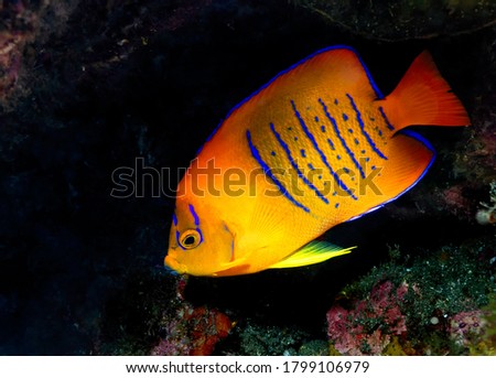 Juvenile Clarion angelfish (Holocanthus clarionensis) hiding on a rocky reef, tropical East Pacific Ocean, Mexico,