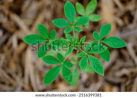 a juvenile cleome bides its time