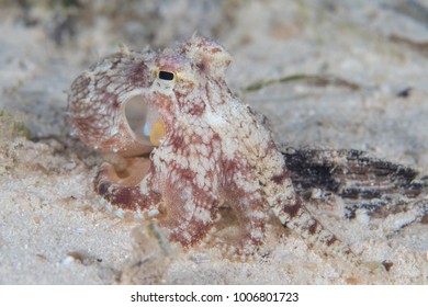 Juvenile Coconut Octopus