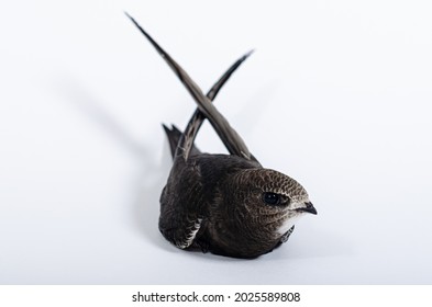 Juvenile Common Swift Bird On The White Background. Wildlife Conservation. Apus Bird.