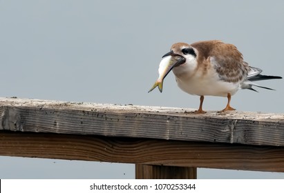 Juvenile Common Tern Trying To Swallow A Fish Given To Him By An Adult, But Its Too Big For Him To Swallow. 