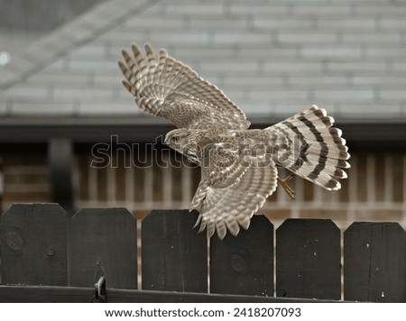 Juvenile Coopers hawk in flight in a backyard