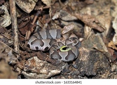 Northern Copperhead Images Stock Photos Vectors Shutterstock