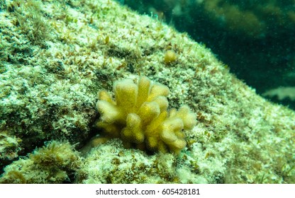 Juvenile Coral, Cauliflower Coral On The Substrate 