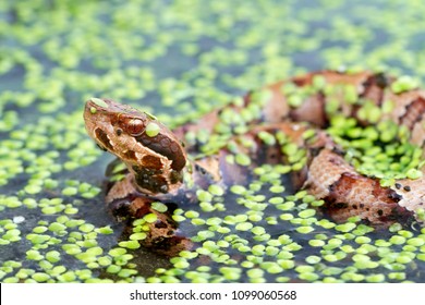 Juvenile Cottonmouth Snake