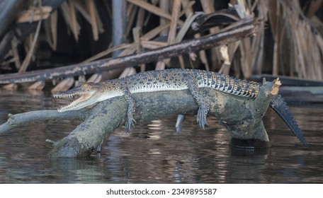 Juvenile crocodile perched on a stick floating on the water. Young saltwater crocodile (Crocodylus porosus) from Bentota river, Sri Lanka