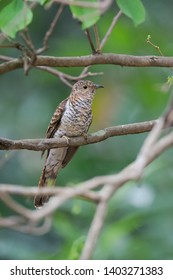 juvenile cuckoo birds, rusty-breasted cuckoo