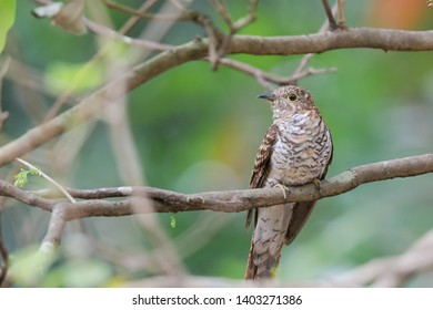 juvenile cuckoo birds, rusty-breasted cuckoo