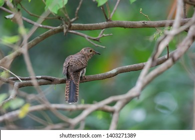 juvenile cuckoo birds, rusty-breasted cuckoo