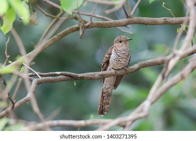 juvenile cuckoo birds, rusty-breasted cuckoo