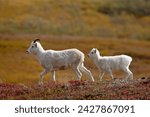 Juvenile dall sheep (ovis dalli) and lamb among fall color, denali national park and preserve, alaska, united states of america, north america