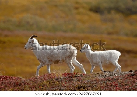 Juvenile dall sheep (ovis dalli) and lamb among fall color, denali national park and preserve, alaska, united states of america, north america
