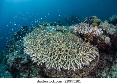 Juvenile Damselfish (Chromis Sp.) Swarm Above A Table Coral (Acropora Sp.) Near The Island Of Komodo, Indonesia. These Small Reef Fish Will Dive Into The Coral Branches For Protection From Predators.