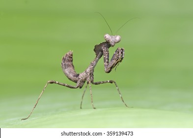 Juvenile Dead Leaf Mantis