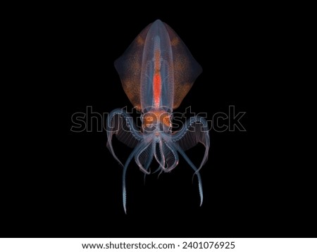 Juvenile diamond squid photographed at night in the open ocean.
