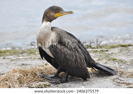 Juvenile double-crested Cormorant on beach showing feather pattern and hooked bill
