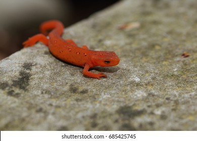 Juvenile Easter Newt