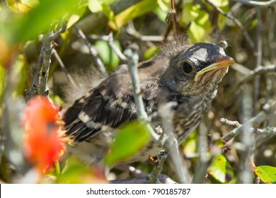 105 Juvenile eastern bluebird Images, Stock Photos & Vectors | Shutterstock