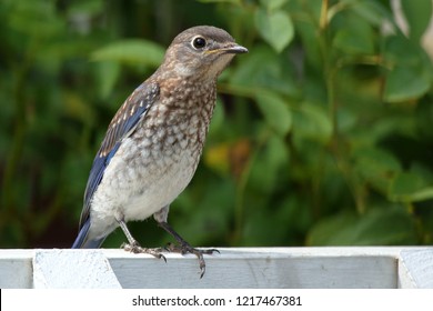 105 Juvenile eastern bluebird Images, Stock Photos & Vectors | Shutterstock