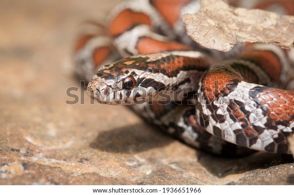 Juvenile Eastern Milk Snake Head Macro Stock Photo 1936651966 ...