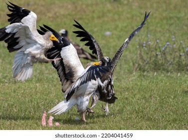 Juvenile Egyptian Vulture And Egyptian Vulture Fight Together