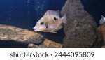 Juvenile Ellioti Cichlid Thorichthys meeki central american freshwater fish stunning colours 