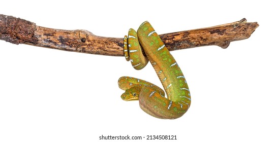 Juvenile Emerald Tree Boa Corallus Caninus