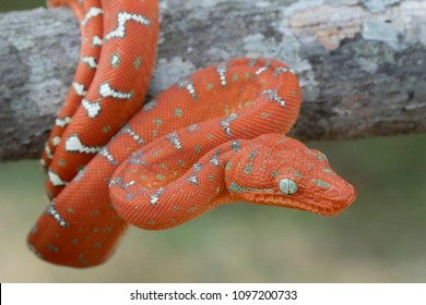 Juvenile Emerald Tree Boa Red Phase Stock Photo 1097200733 | Shutterstock