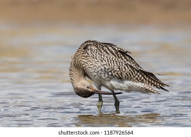 Juvenile Eurasian Curlew Known Common Curlew Stock Photo 1187926564 