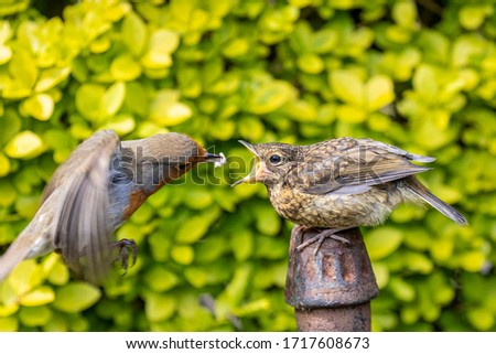 Juvenile European robin (Erithacus rubecula) being fed by its parent in a garden