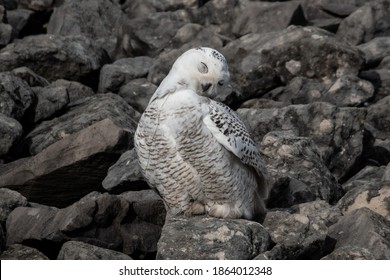 Juvenile Female Snowy Owl Perched On Rocks With Head Tilted And Eyes Closed.