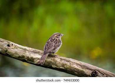 Juvenile Female Sparrow on Wood Stump