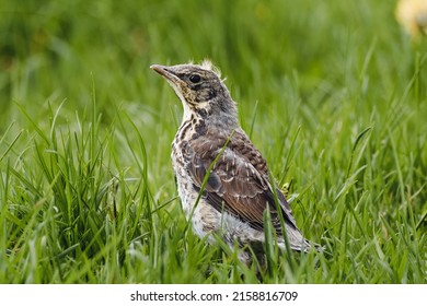 juvenile fieldfare in the grass, Turdus pilaris - Shutterstock ID 2158816709