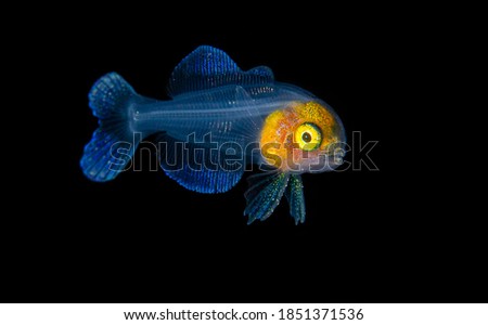 Juvenile Fish Blackwater Diving Underwater Photo