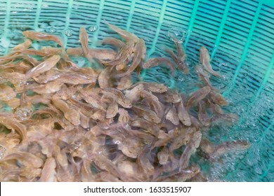 Juvenile Fish Of Grouper For Faming Fish