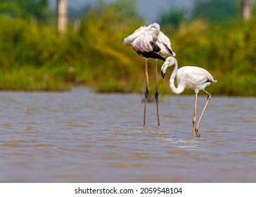 A Juvenile Flamingo In A Lake With Its Parents