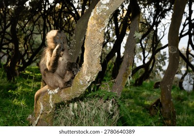 A juvenile Gelada monkey (Theropithecus gelada) sits perched on a tree trunk within the high-altitude forests of Ethiopia.