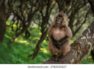 A juvenile Gelada monkey (Theropithecus gelada) sits perched on a tree trunk within the high-altitude forests of Ethiopia.