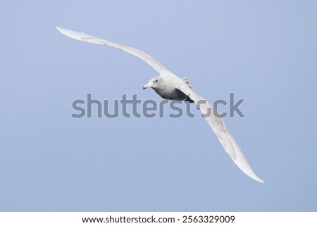 juvenile Glaucous Gull Larus hyperboreus head on in flight at Varangerfjord, Norway