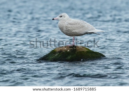 A juvenile Glaucous Gull is standing on a rock sticking out of the water. Tommy Thompson Park, Toronto, Ontario, Canada.