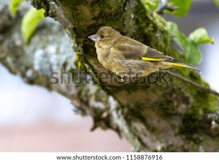 juvenile goldfinch on branch stock photo edit now 1158876916