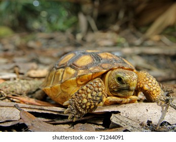 923 Gopher tortoise Images, Stock Photos & Vectors | Shutterstock