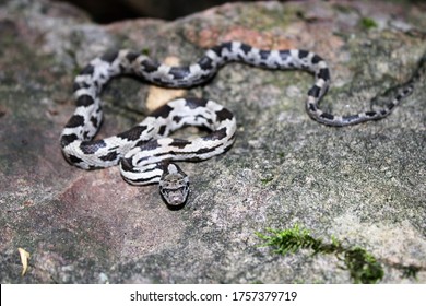 Juvenile Gray Rat Snake Body Shot