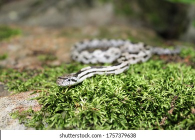 Juvenile Gray Rat Snake On Moss