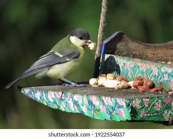 370 Great tit juvenile Images, Stock Photos & Vectors | Shutterstock