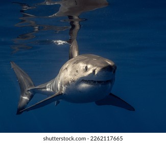 Juvenile Great White Shark up Close.  Young male Shark - Powered by Shutterstock