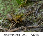 juvenile green frog (Lithobates clamitans--formerly Rana clamitans),dotted with floating plants, resting on the shore of a pond