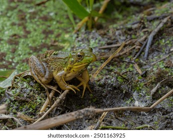 juvenile green frog (Lithobates clamitans--formerly Rana clamitans),dotted with floating plants, resting on the shore of a pond - Powered by Shutterstock