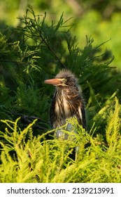 Juvenile Green Heron In A Nest